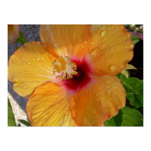 Blooming Hibiscus Poster