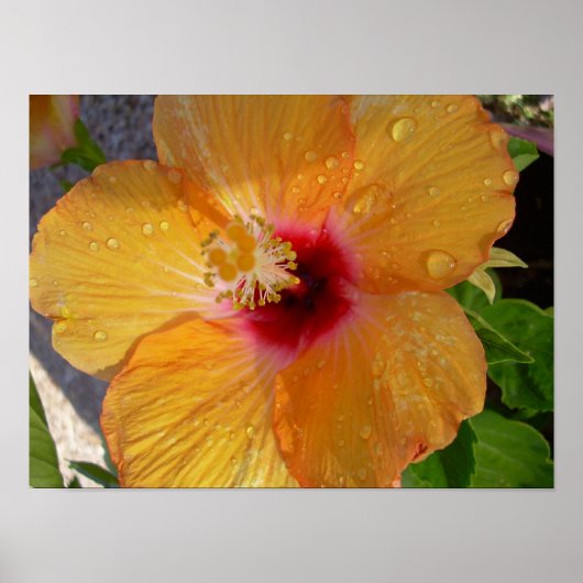 Blooming Hibiscus Poster (Voorkant)