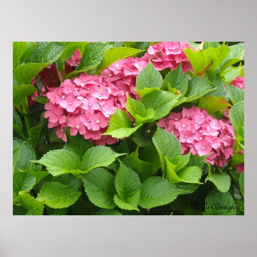 Blooming Hydrangeas Poster (Voorkant)