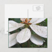 Blooming in het Briefkaart van de Struik Lochmara (Voorkant / Achterkant)