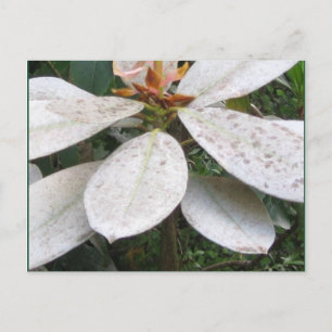 Blooming in het Briefkaart van de Struik Lochmara