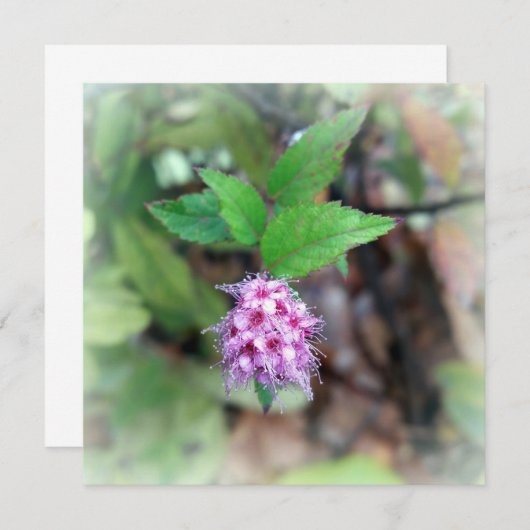 Blooming in het najaar (Voorkant / Achterkant)