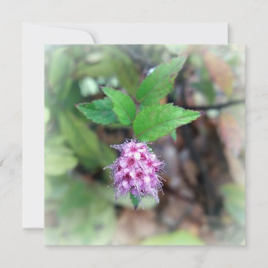 Blooming in het najaar (Voorkant)