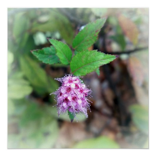 Blooming in het najaar perfect poster (Voorkant)