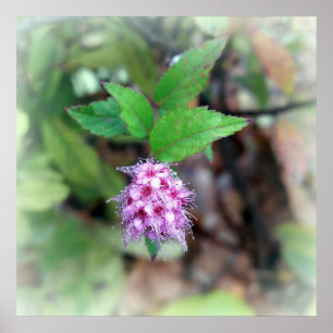 Blooming in het najaar poster