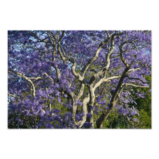 Blooming Jacaranda Trees in New Boerderij Park, 2 Foto Afdruk (Voorkant)