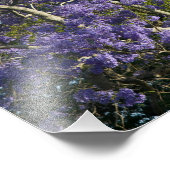 Blooming Jacaranda Trees in New Boerderij Park, 2 Foto Afdruk (Hoek)