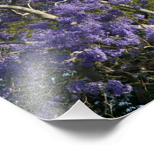 Blooming Jacaranda Trees in New Boerderij Park, 2 Foto Afdruk (Hoek)