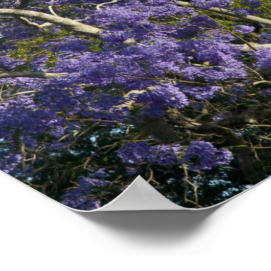 Blooming Jacaranda Trees in New Boerderij Park, 2 Poster (Hoek)