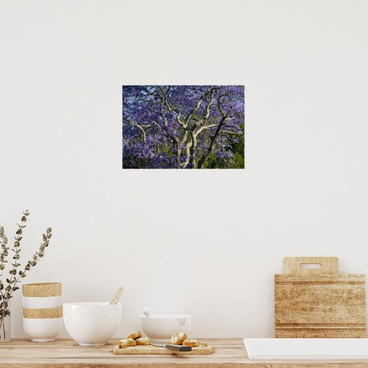 Blooming Jacaranda Trees in New Boerderij Park, 2 Poster (Keuken)