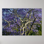 Blooming Jacaranda Trees in New Boerderij Park, 2 Poster (Voorkant)