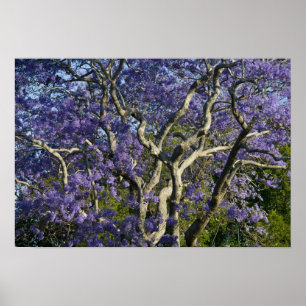 Blooming Jacaranda Trees in New Boerderij Park, 2 Poster