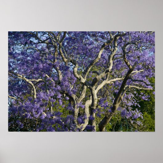 Blooming Jacaranda Trees in New Boerderij Park, 2 Poster (Voorkant)