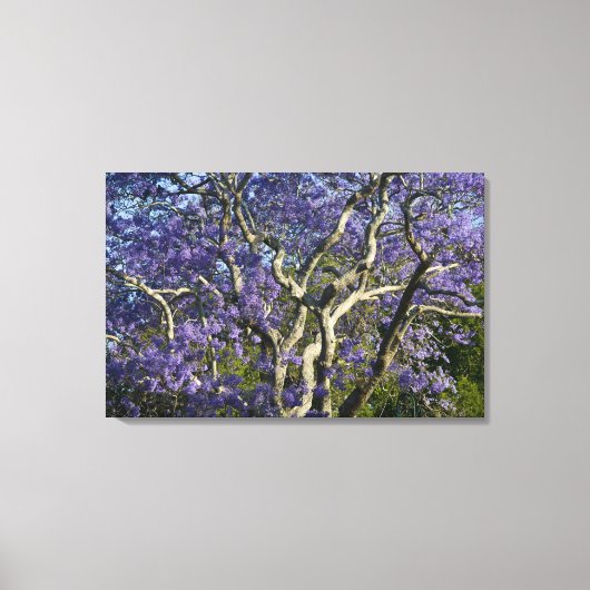 Blooming Jacaranda Trees in New Boerderij Park Canvas Afdruk (Voorkant)