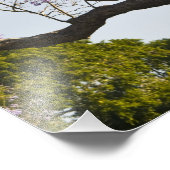 Blooming Jacaranda Trees in New Boerderij Park Foto Afdruk (Hoek)