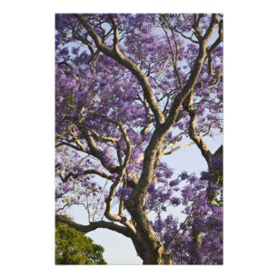 Blooming Jacaranda Trees in New Boerderij Park Foto Afdruk