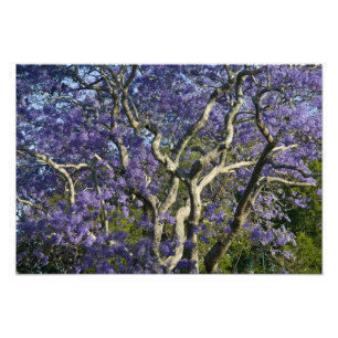 Blooming Jacaranda Trees in New Boerderij Park Foto Afdruk