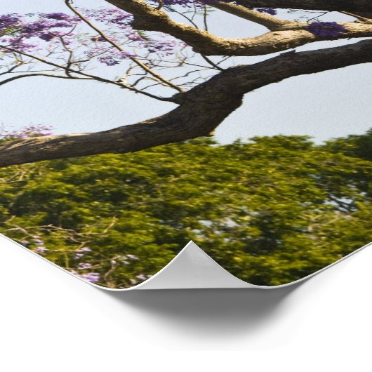 Blooming Jacaranda Trees in New Boerderij Park Poster (Hoek)