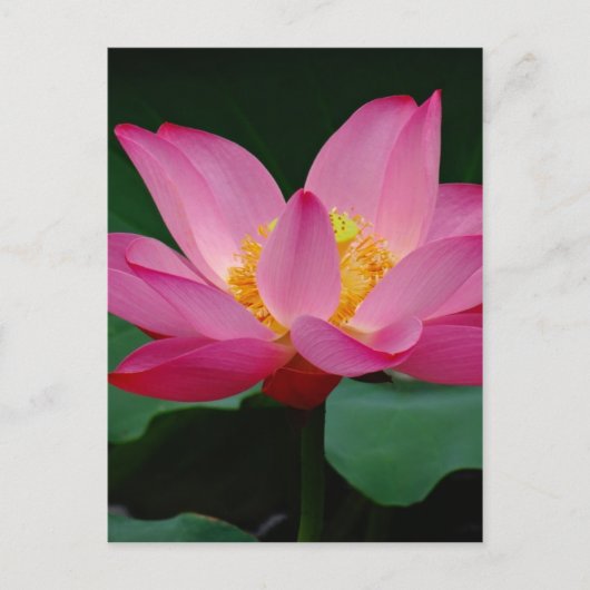 Blooming Lily Briefkaart (Voorkant)