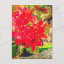 Blooming Little Red Flowers Grunge Briefkaart