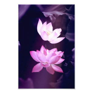 Blooming Lotus Flower Foto Afdruk
