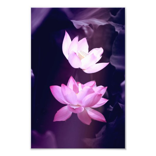 Blooming Lotus Flower Foto Afdruk (Voorkant)