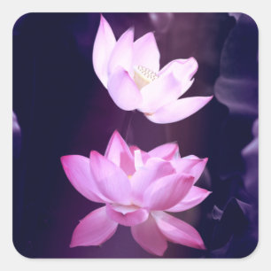 Blooming Lotus Flower Vierkante Sticker