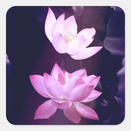 Blooming Lotus Flower Vierkante Sticker (Voorkant)