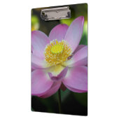 Blooming lotusbloem, Indonesië Klembord (Links)