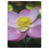 Blooming lotusbloem, Indonesië Klembord (Achterkant)