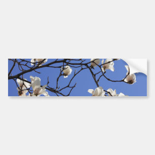 Blooming Magnolias Bumpersticker