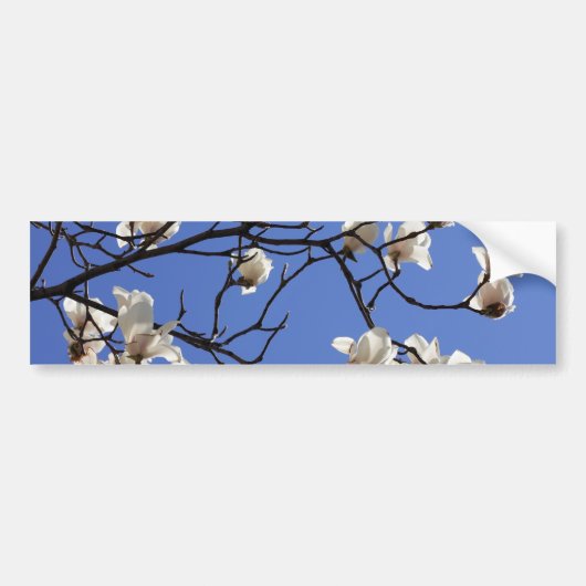 Blooming Magnolias Bumpersticker (Voorkant)
