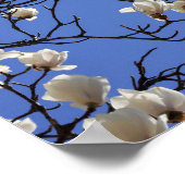 Blooming Magnolias Poster (Hoek)
