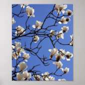 Blooming Magnolias Poster (Voorkant)