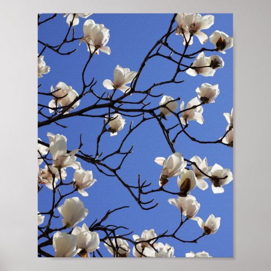 Blooming Magnolias Poster (Voorkant)
