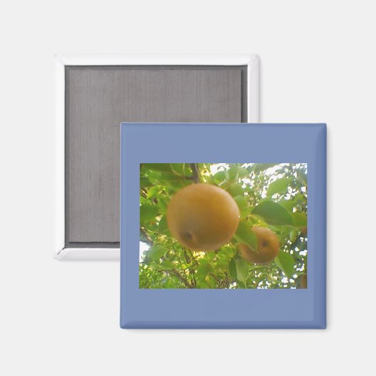 Blooming peren magneet (Voorkant / Achterkant)