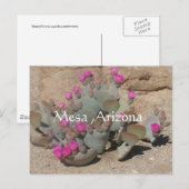 Blooming pink cactus flowers in Mesa, Arizona Briefkaart (Voorkant / Achterkant)