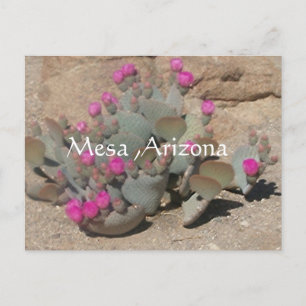 Blooming pink cactus flowers in Mesa, Arizona Briefkaart
