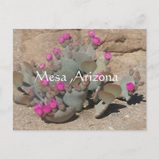 Blooming pink cactus flowers in Mesa, Arizona Briefkaart (Voorkant)