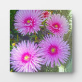 Blooming Pink Daisies Fotoplaat (Voorkant)