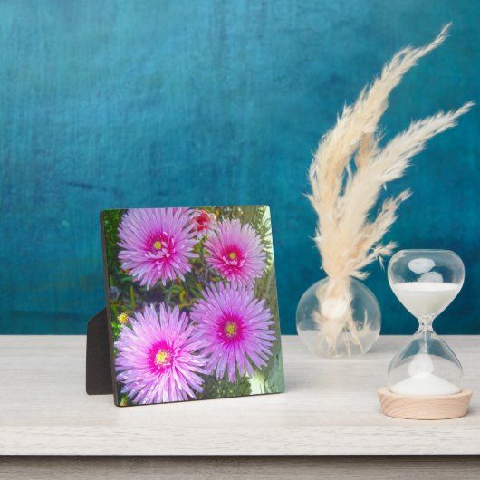 Blooming Pink Daisies Fotoplaat (Insitu)