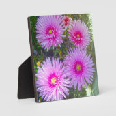 Blooming Pink Daisies Fotoplaat (Voorkant)