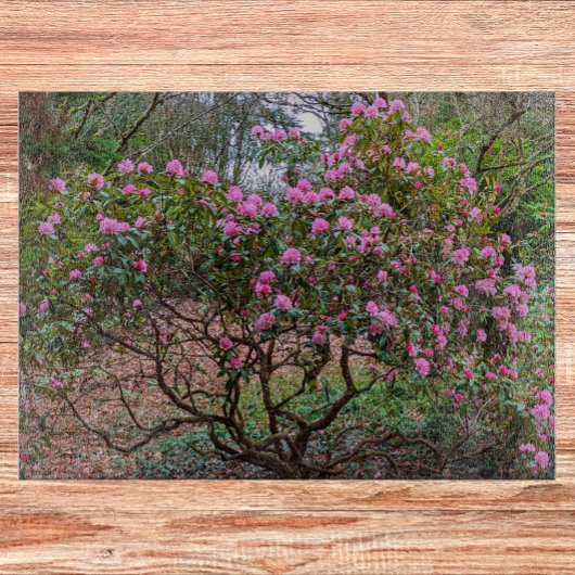 Blooming Pink Rhododendron Shrub Floral Snijplank