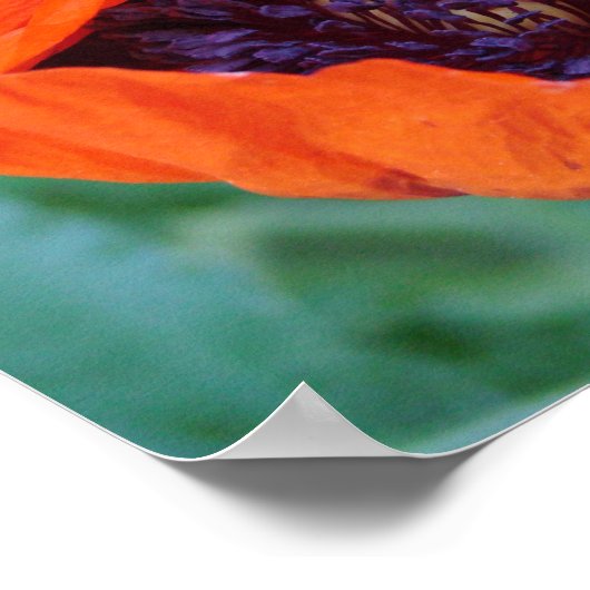 Blooming Poppy poster (Hoek)