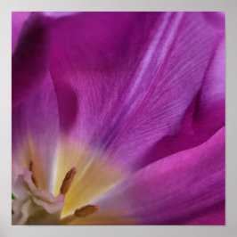 Blooming Purple Tulip Print