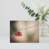 Blooming Quince Post-kaarten Briefkaart (Staand voorkant)