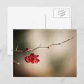 Blooming Quince Post-kaarten Briefkaart (Voorkant / Achterkant)