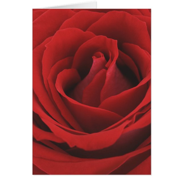 Blooming Red Rose (Voorkant)