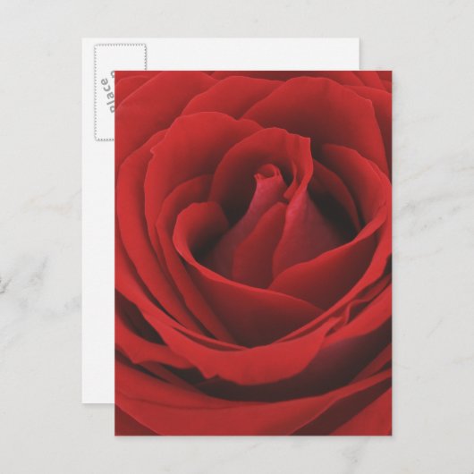 Blooming Red Rose Briefkaart (Voorkant / Achterkant)
