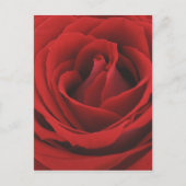Blooming Red Rose Briefkaart (Voorkant)